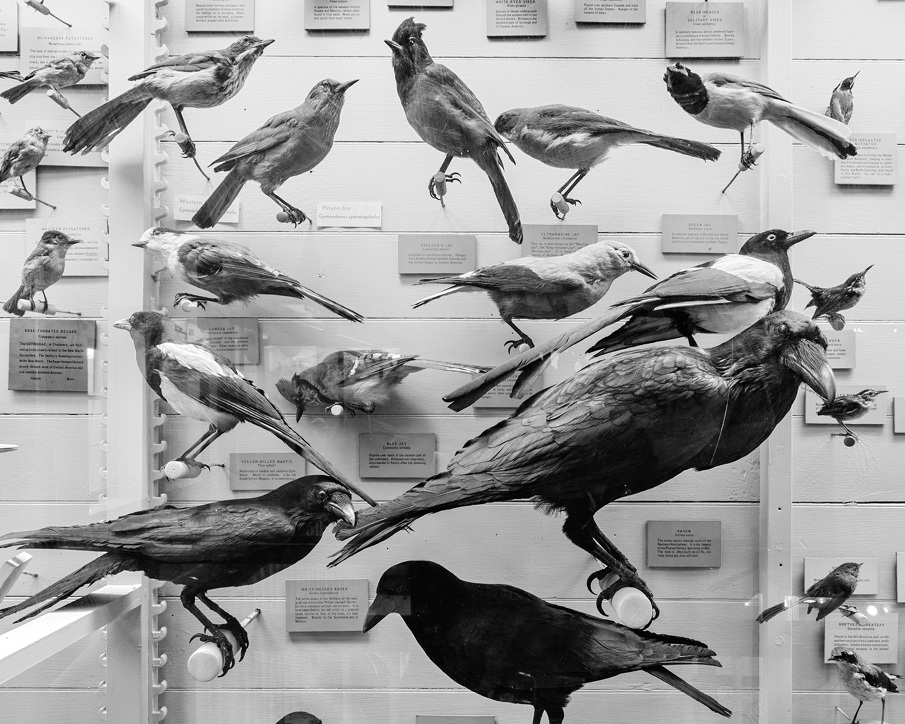 Matthew Gamber, Blue Birds Exhibit, Gelatin silver print, 2010 from the series Any Color You Like.